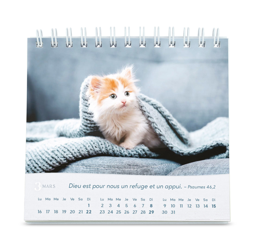 CAL CED NOS AMIS LES CHATS