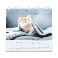 CAL CED NOS AMIS LES CHATS