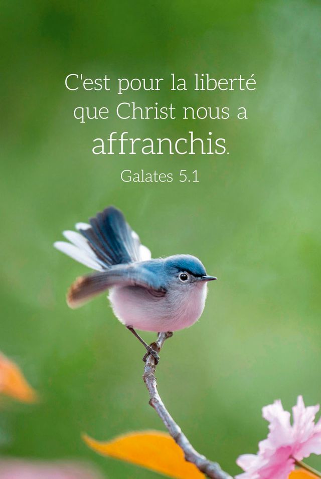 CAL EPT CARTE OISEAUX
