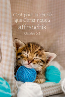 CAL EPT CARTE CHAT