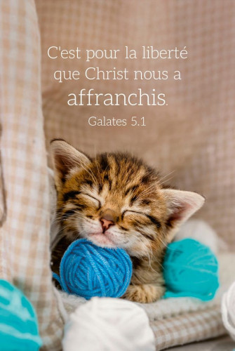 CAL EPT CARTE CHAT