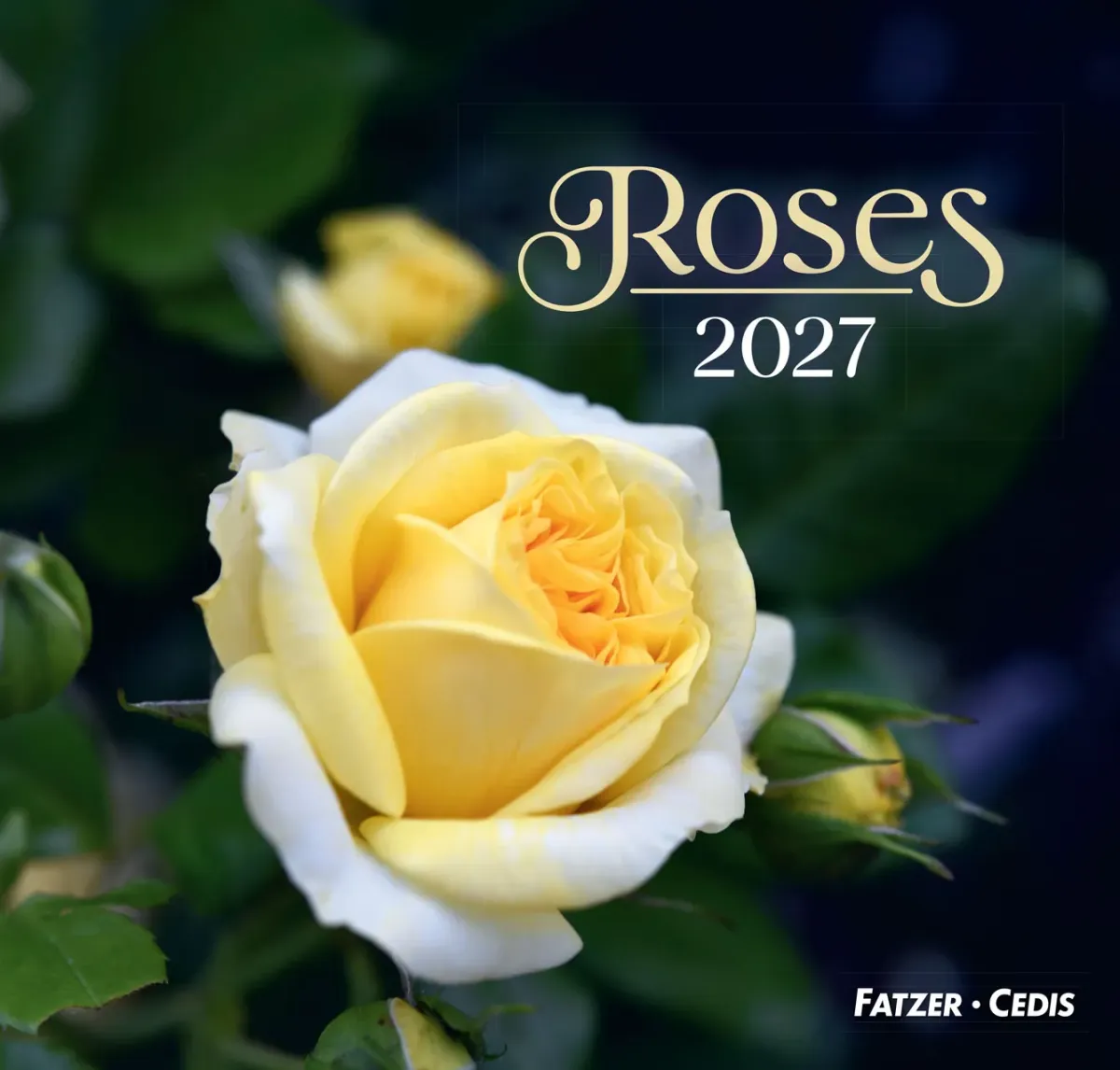 CAL CED ROSES GRAND FORMAT