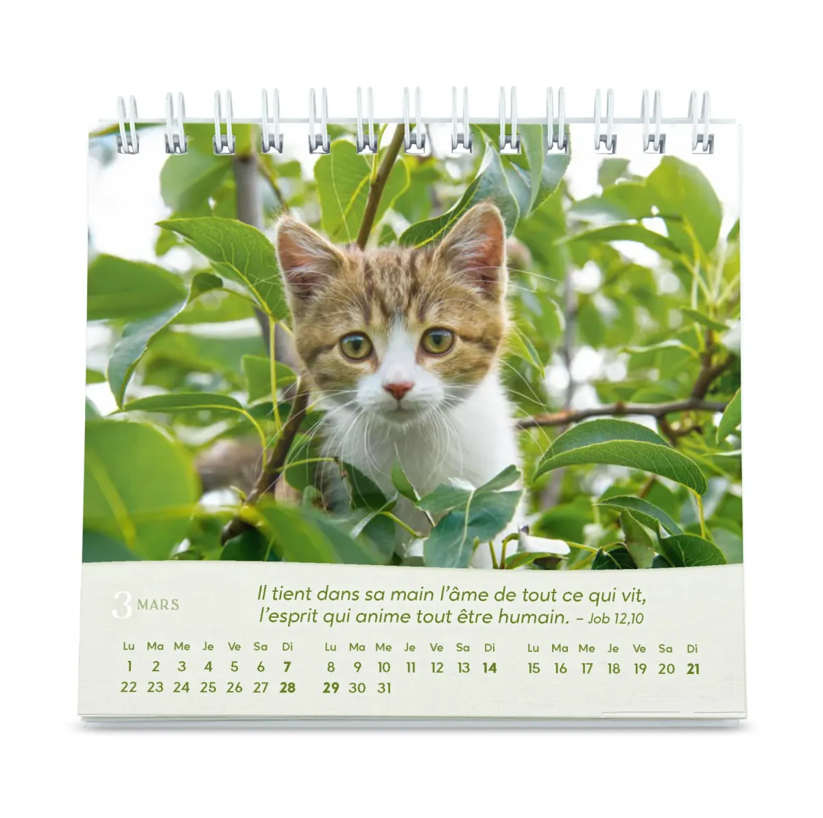 CAL CED NOS AMIS LES CHATS