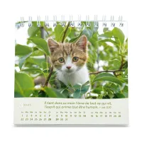 CAL CED NOS AMIS LES CHATS