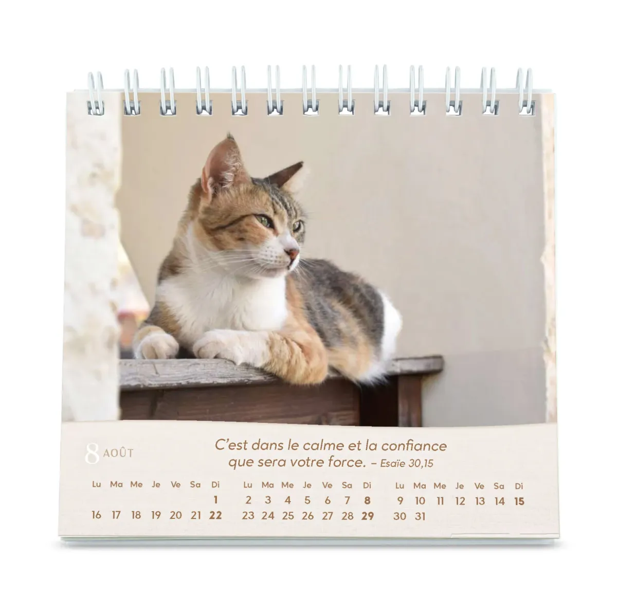 CAL CED NOS AMIS LES CHATS