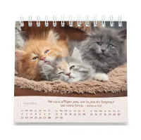 CAL CED NOS AMIS LES CHATS